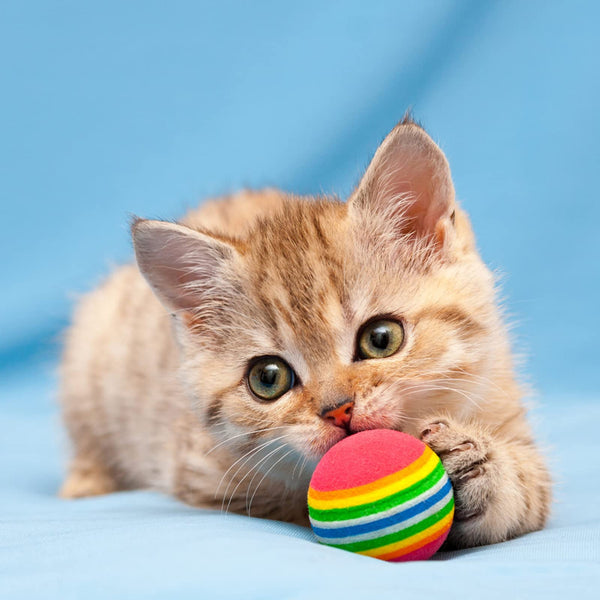 Foam Ball Colorful Dog Cat Toy